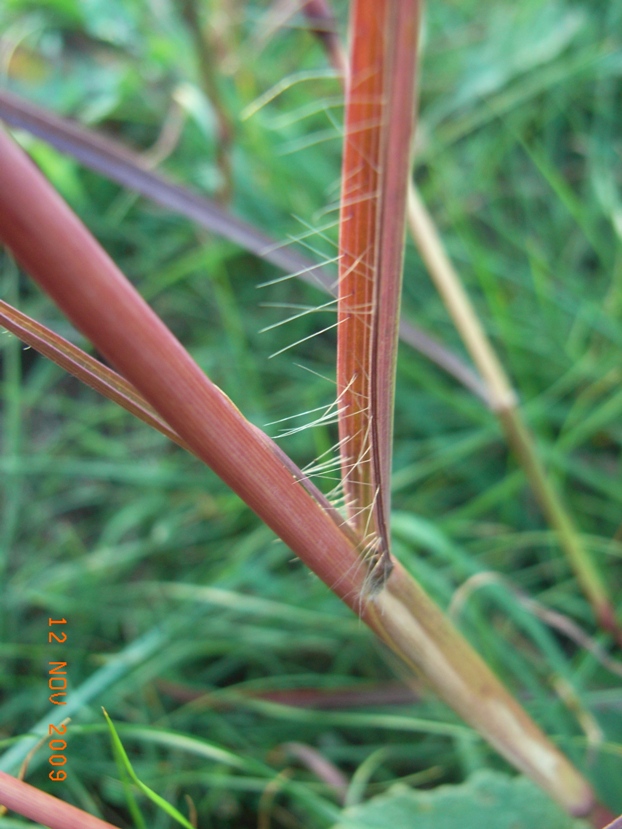 Bothriochloa ischaemum / Barboncino digitato
